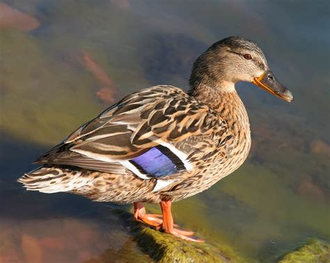 Mallard Duck Pictures wallpaper | 1280x1024 | #46499