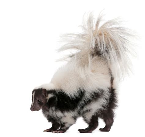 Premium Photo | Striped skunk, mephitis mephitis standing on white isolated