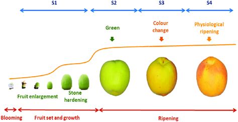 Stages of fruit development and ripening in apricot fruits. After... | Download Scientific Diagram