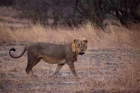 Burkina Faso’s wildlife reserves have become a battle zone, overrun by militants and poachers ...