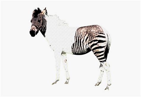 Zebra Without Stripes Png, Transparent Png - kindpng