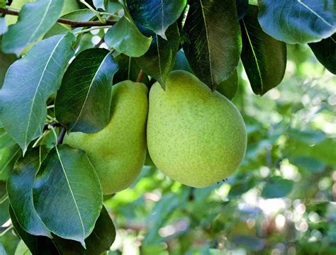 Dwarf Packham’s Triumph Pear - PlantNet® Australia