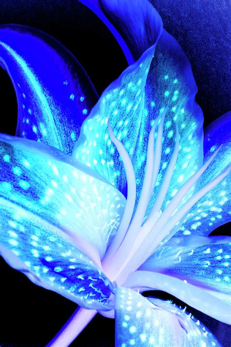 Abstract and Colorful blue stargazer lily Photograph by Tammy Kelly ...