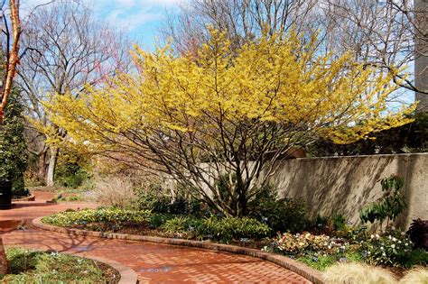 Tree of the Month: Common Witch Hazel Tree - Cherokee Tree Care