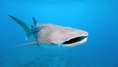 Gujarat coast breeding hotspot of whale sharks, reveals study | Science ...