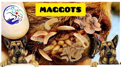 Maggots Removal in Dog | Maggot Wound Treatment - YouTube