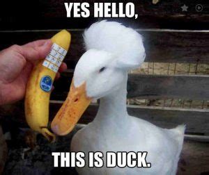 20 Totally Adorable Duck Memes You Won't Be Able To Resist - SayingImages.com