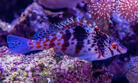 Hawkfishes - Talk About Fish