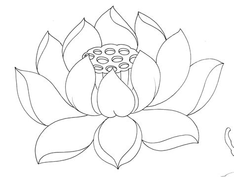 Lotus Blossom Drawing at GetDrawings | Free download