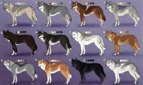 Wolf coat colors | Dog design art, Wolf colors, Dog drawing