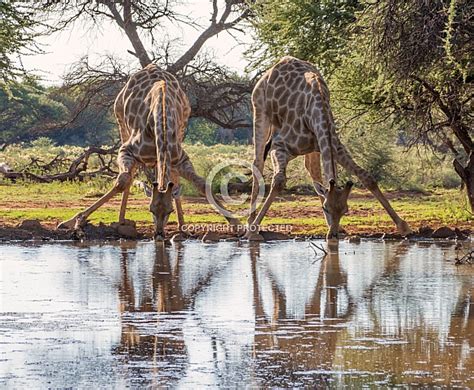 Two Giraffes Drinking – Wildlife Reference Photos for Artists