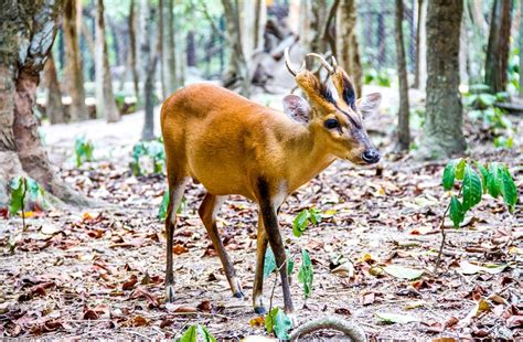 Cambodia’s Wildlife Conservation Efforts Strengthened During COVID-19 ...