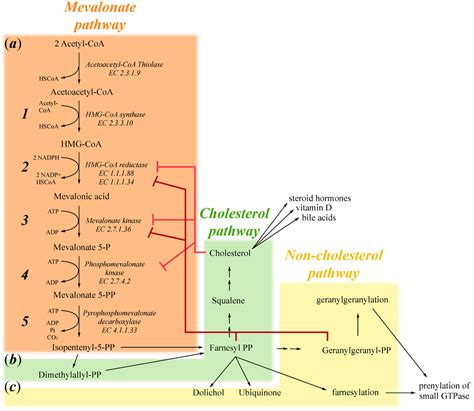 IJMS | Free Full-Text | Mevalonate Pathway Blockade, Mitochondrial Dysfunction and Autophagy: A ...