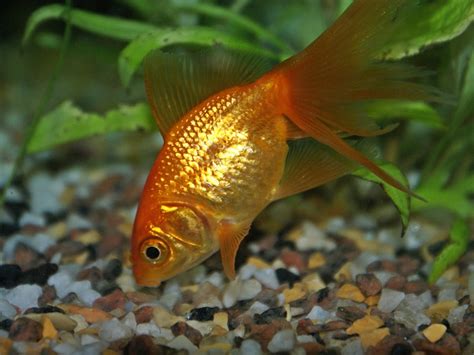 Red Gills On Goldfish: Causes, Symptoms, And Treatments