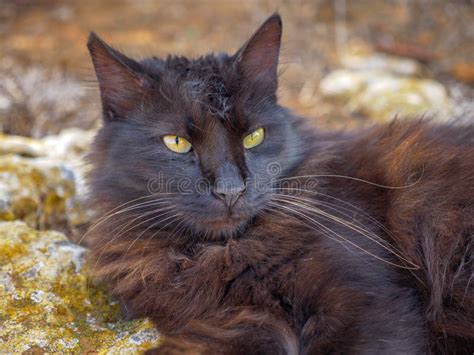 Black and Brown Fluffy Long-haired Alley Moggy Cat Resting on Rocks Near Sea in Cyprus Stock ...