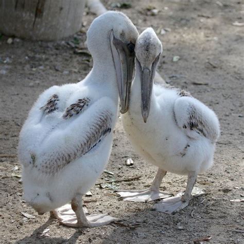 Baby Pelicans | Birds! | Pinterest