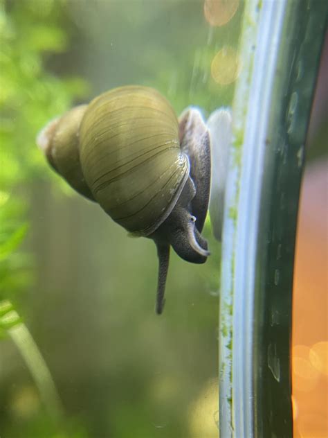 [FS] - JACKSONVILLE, FL - $3 - Japanese Trapdoor Snails : r/AquaSwap