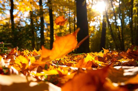 Fondos de Pantalla Bosques Otoño De cerca Follaje Acer planta Naturaleza descargar imagenes