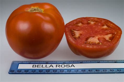 Bella Rosa tomato, grown at Rutgers NJAES research farms. | Tomato ...