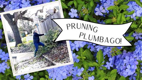 How to Prune Plumbago | Step by Step Guide (2024)