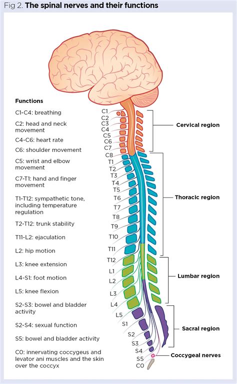 Pin by Alex Lisica on Anatomy and physiology in 2024 | Spinal nerve ...