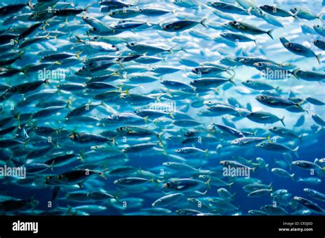 Shoal of sardines, European pilchard (Sardina pilchardus Stock Photo - Alamy