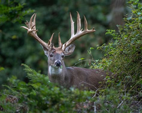 A rare deer became legendary in Richmond. Then poachers showed up. - The Washington Post