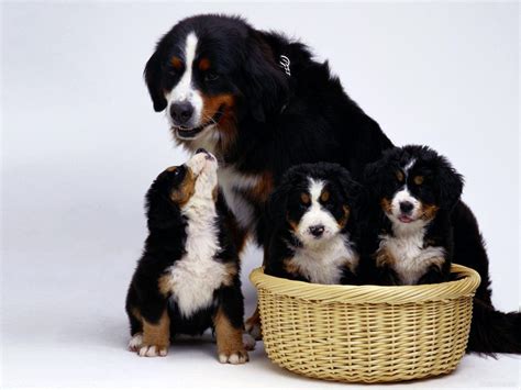 Bernese Mountain Dog Wallpapers - Wallpaper Cave