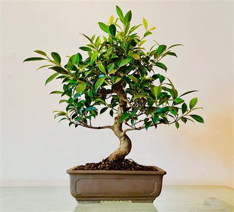 Fig tree bonsai (Ficus) - 42×40 cm - Spain - Catawiki