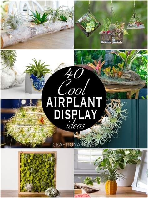 40 Cool Air Plant Display Ideas - Craftionary | Air plants, Air plants ...