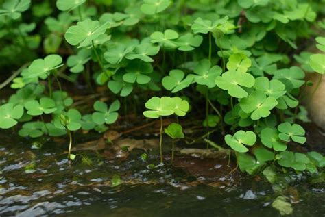 Marsilea - Alchetron, The Free Social Encyclopedia