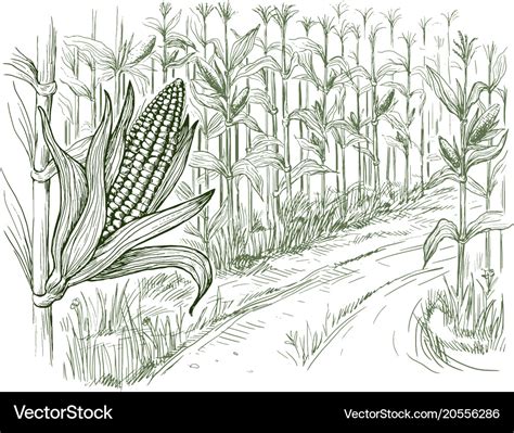 Corn Stalk Drawing : Here you can explore hq corn stalk transparent illustrations, icons and ...