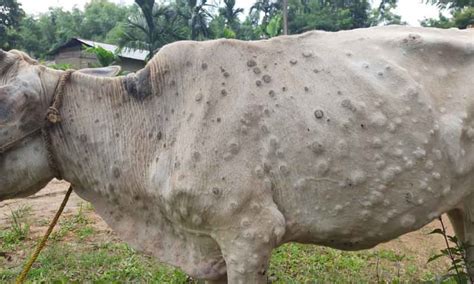 Lumpy Skin Disease: An emerging threat for the dairy farmers of North ...