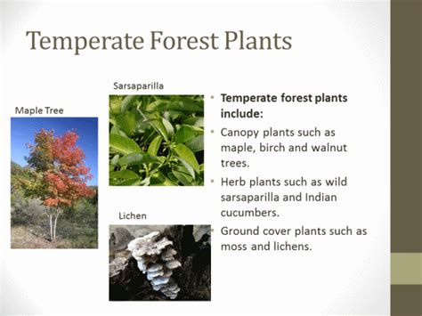 Temperate Forest Plants - Plants BN