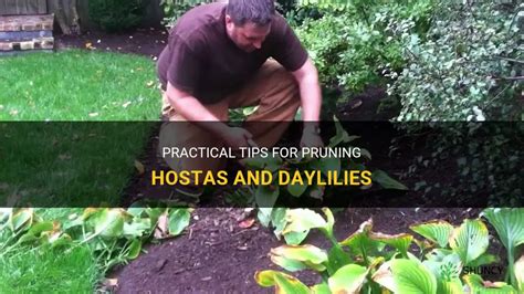 Practical Tips For Pruning Hostas And Daylilies | ShunCy