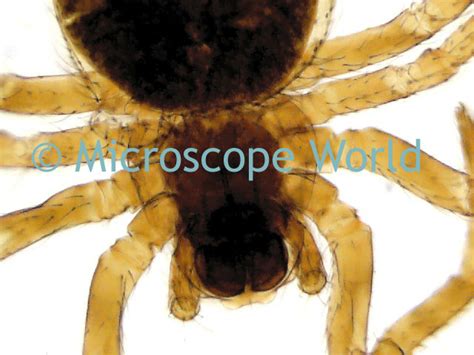 Microscope World Blog: Spider Under Microscope