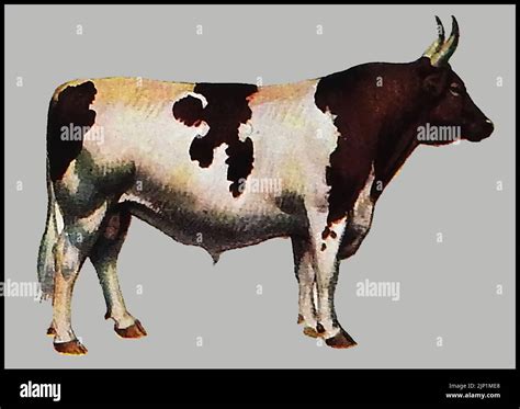 Breeds of cattle - A circa 1940's coloured illustration of an Ayrshire ...