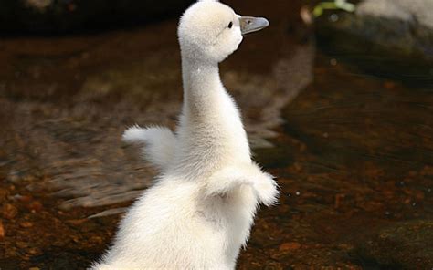 Baby Swans: Not The “Ugly Ducklings” You Might Expect | Baby Animal Zoo