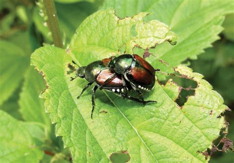 Blue Ridge Naturalist: The Japanese Beetle | Crozet Gazette