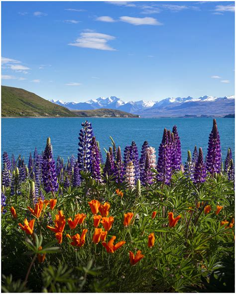 Lupins bloom on the shore of Lake Tekapo, New Zealand [OC] [2160x2700] @GarrettBaespflug : r ...