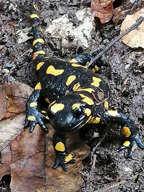 Fire Salamander Rain - Free photo on Pixabay - Pixabay