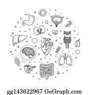 900+ Internal Organs Vector Medical Banner Clip Art | Royalty Free - GoGraph