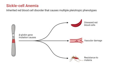 Hemoglobin: Structure, Types, Functions, Diseases