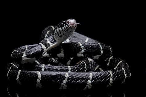 Premium Photo | Black snake with white ring in the dark, mangrove snakes, cat snake, boiga ...