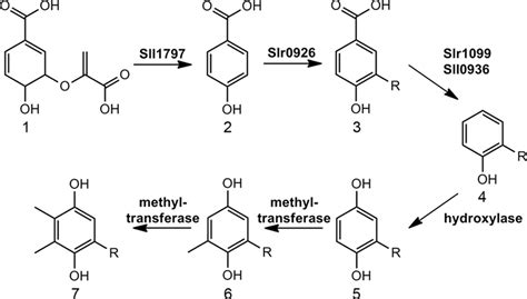 Chorismate Pyruvate-Lyase and 4-Hydroxy-3-solanesylbenzoate ...