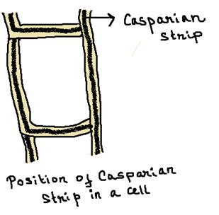 Give the location of casparian strip and explain its role in the water ...