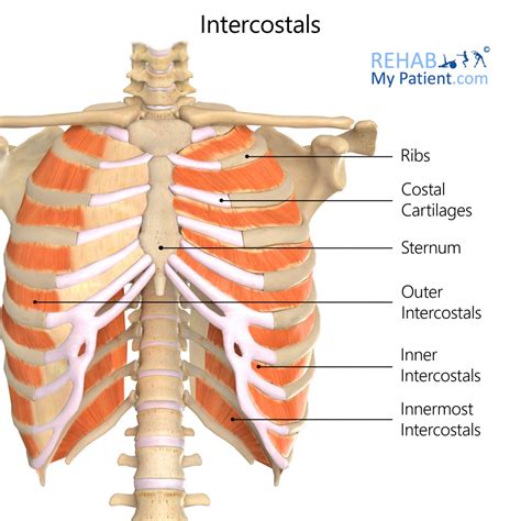 Intercostal Arteries