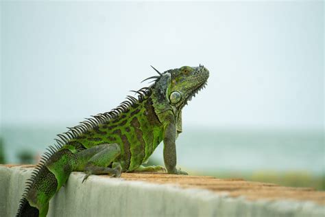 Why Are Iguanas A Problem In Florida? - Wildlife Troopers