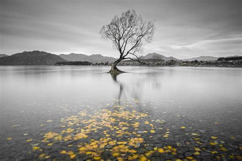 Autumn at the Wanaka Tree (67874), photo, photograph, image | R a ...