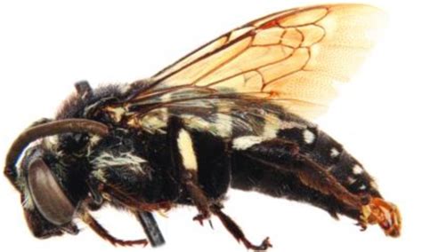 The new species of 'cuckoo bee' that infiltrates other insects nests | Daily Mail Online